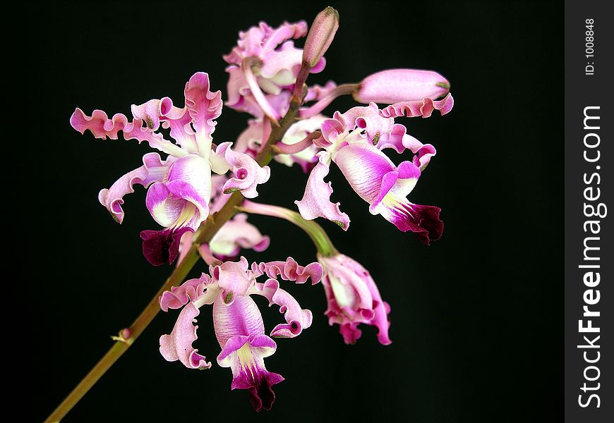 Orchid: Myrmecophilia Exaltata