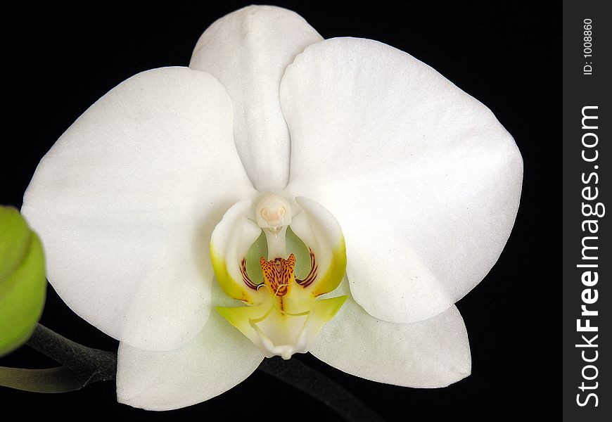 Phalaenopsis hybrid, Orchid