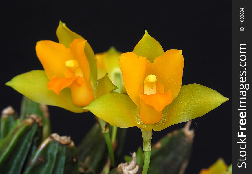 Orchid specie from Honduras, Central America. Orchid specie from Honduras, Central America