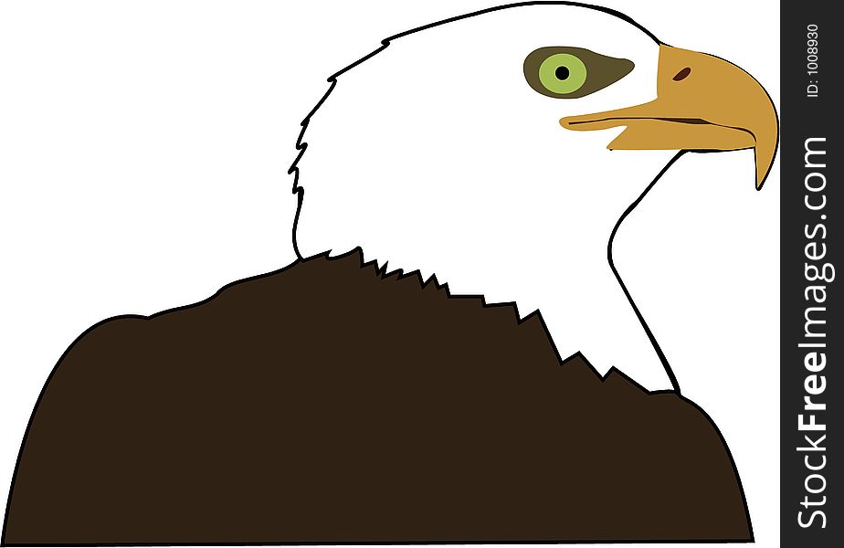 Illustration of American Bald Eagle. Illustration of American Bald Eagle