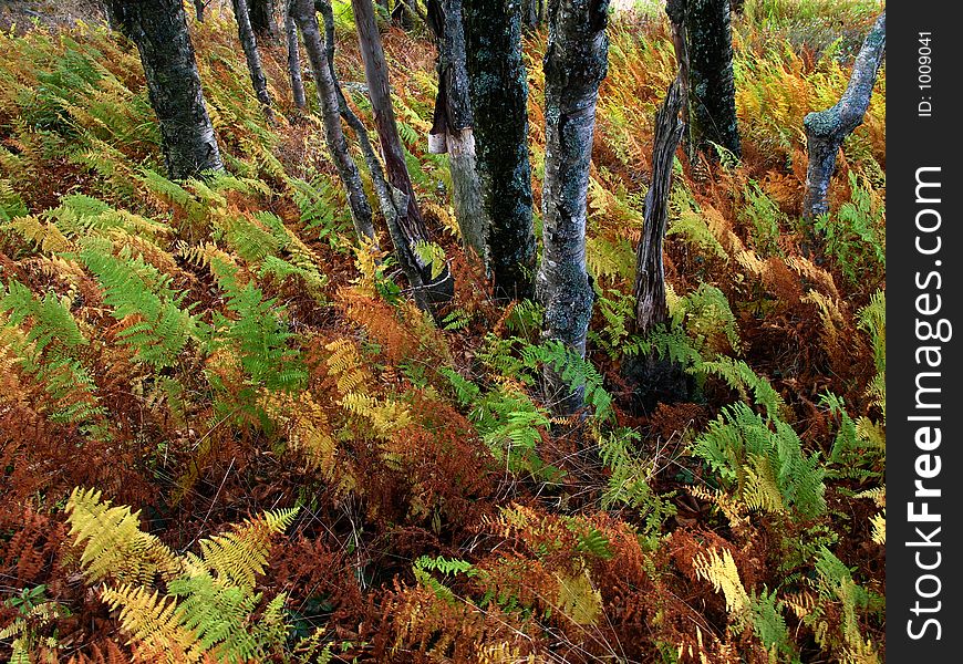 Small trees among the ferns, in autumnal colors. Small trees among the ferns, in autumnal colors