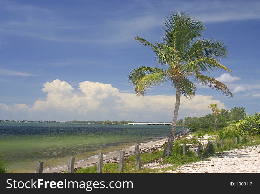 This palm tree leans in the breeze next to a sunny beach. This palm tree leans in the breeze next to a sunny beach