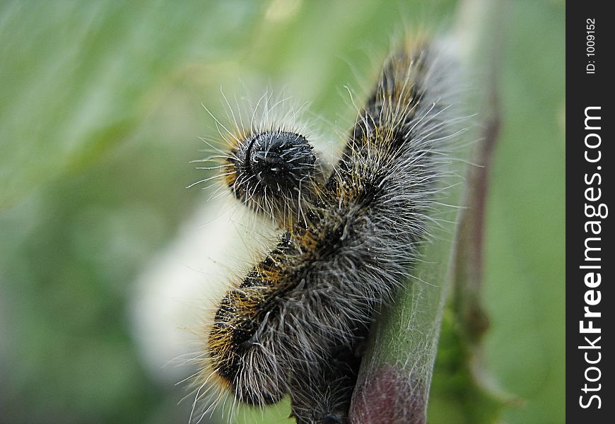 Two caterpillar on the stalk