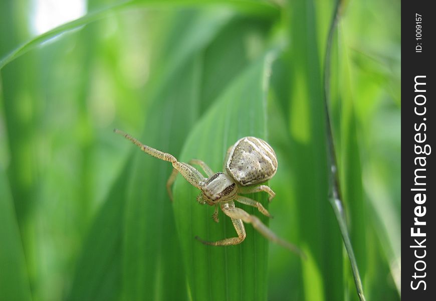 Spider in grass