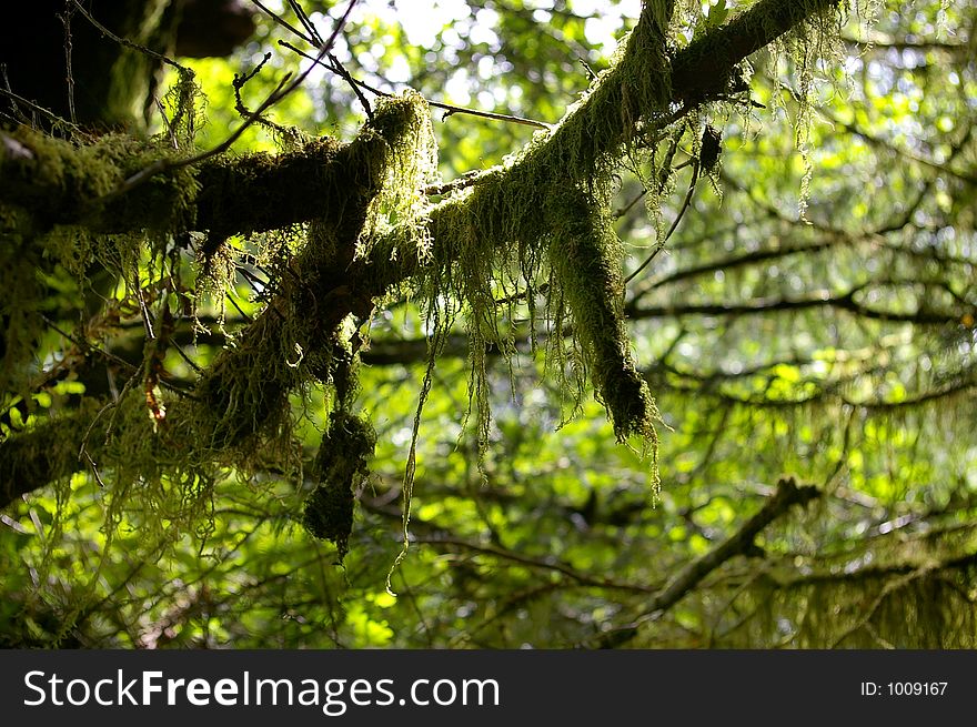 Moss on branch in a scottish forest