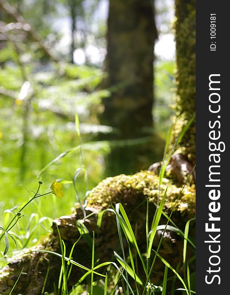 Moss on root with wildflowers in a forest