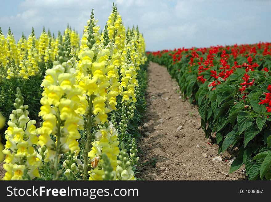 The flower road