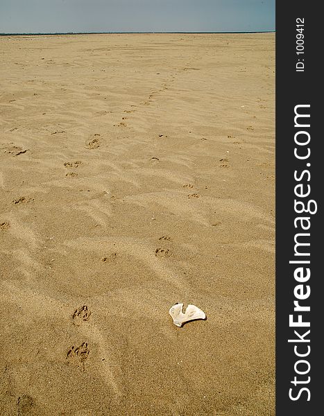 Hyaena track and bone at the beach