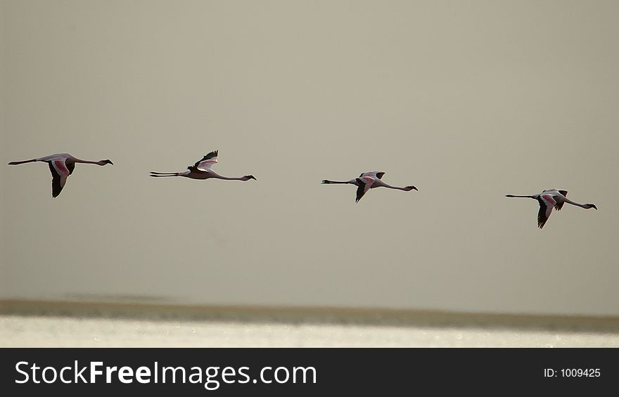 A chain of flamingos flying through the air. A chain of flamingos flying through the air.