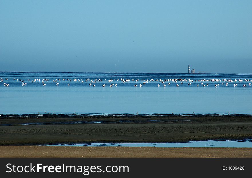 A flok of flamingis in the tidelands of wavis bay lagoon. A flok of flamingis in the tidelands of wavis bay lagoon.