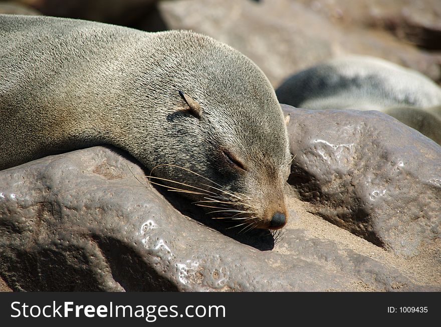 Seal is sleeping on the rocks. Seal is sleeping on the rocks