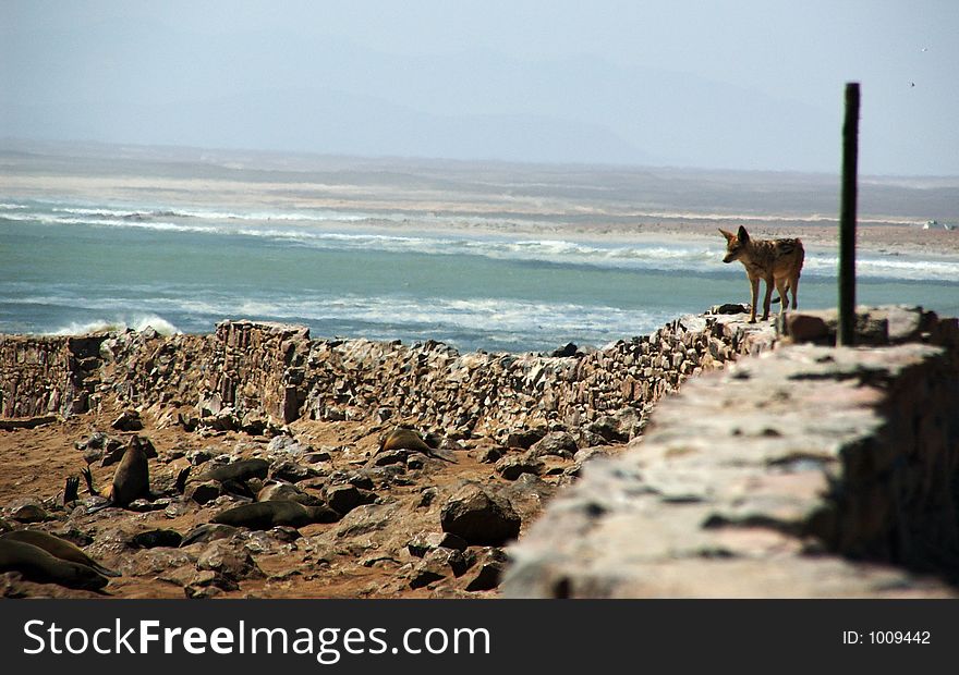 Jackal is looking for fresh born seals. Jackal is looking for fresh born seals.