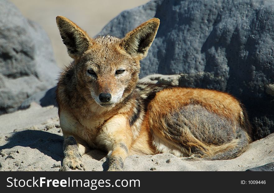 Portrait of a lying jackal. Portrait of a lying jackal