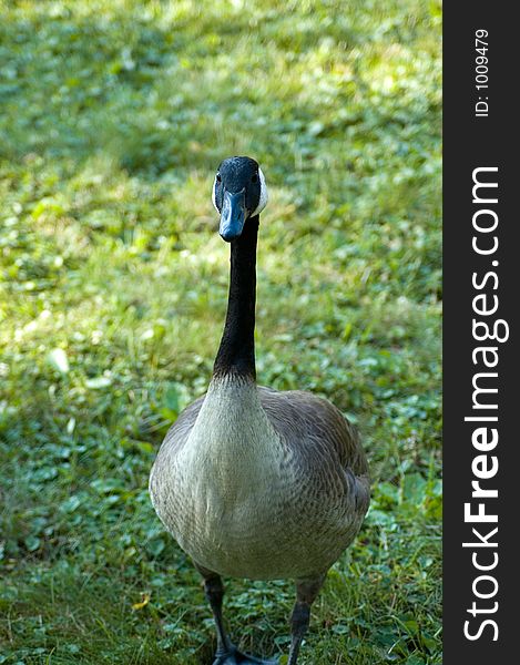 A Canadian Goose approaches the photographer in hopes of snagging a scrap of bread. A Canadian Goose approaches the photographer in hopes of snagging a scrap of bread.