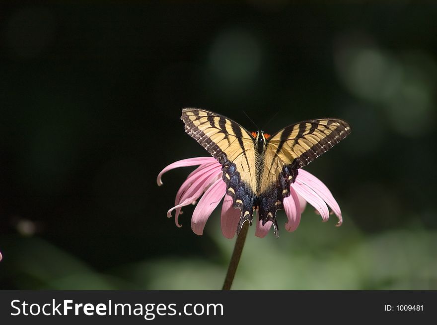 A Tiger Swallowtail butterfly sits on a flower feeding.