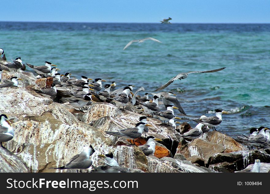 Migratory seabirds on a rocky island