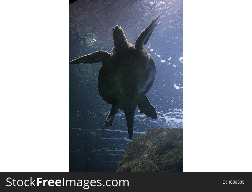 Sea Turtle 2