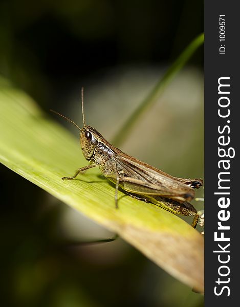 Alone grasshopper