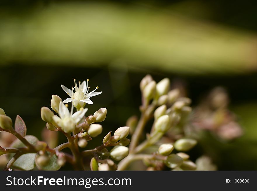 Small beautiful flowers. Small beautiful flowers