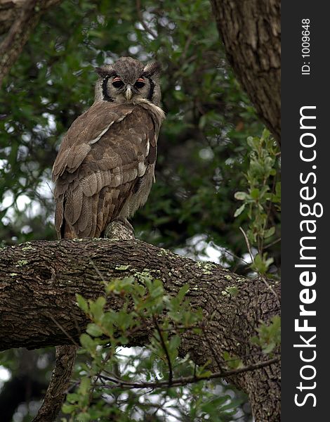 Vereaux's Eagle Owl in Kruger National Park.