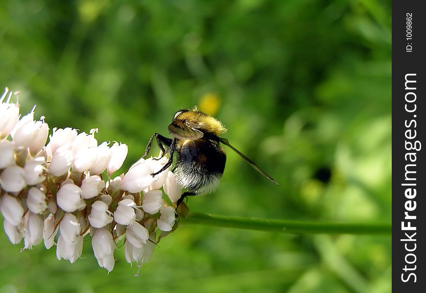 HoveFly - Color Fly