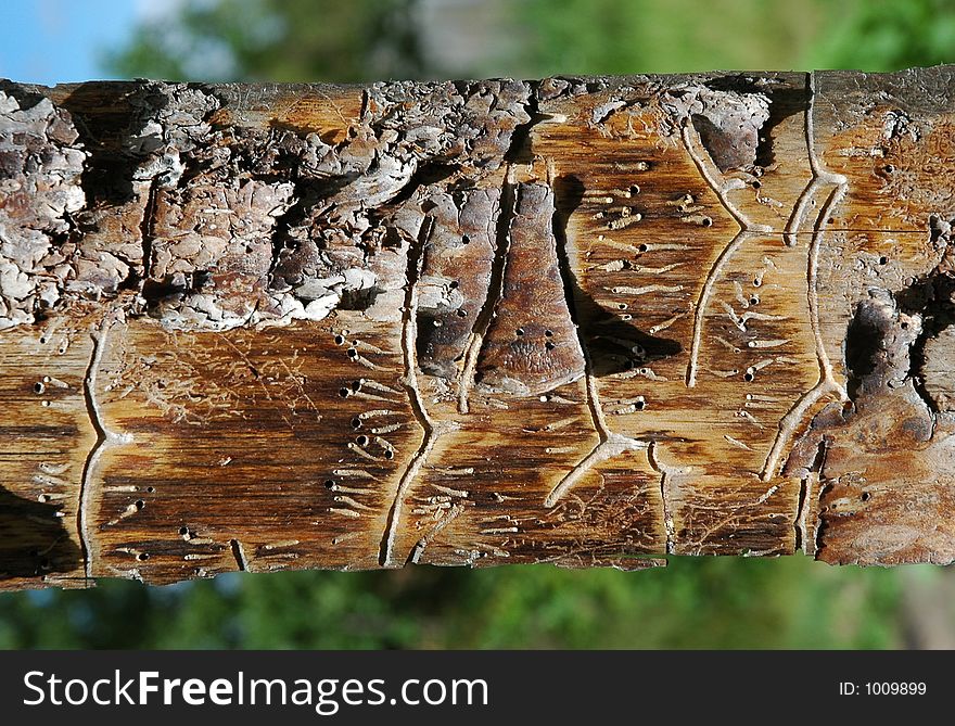 Pine plank with worm-holes