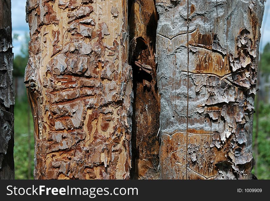 Pine planks with worm-holes. Pine planks with worm-holes