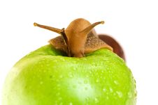 Snail On Green Apple Royalty Free Stock Photo