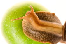 Snail On Green Apple Royalty Free Stock Photography