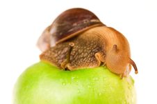 Snail On Green Apple Stock Photos