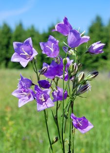 Violet Flowers Against A Green Grass Royalty Free Stock Photography
