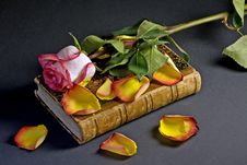 Pink Rose And Yellow Petals Above An Ancient Book Stock Photos Pink Rose And Yellow Petals Above An Ancient Book Stock Photos