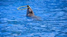 Dolphin Stock Photography Dolphin Stock Photography