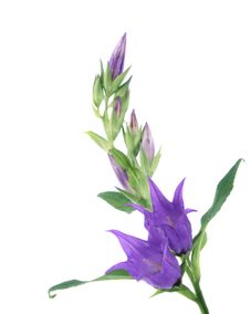 Campanula Stock Photography Campanula Stock Photography