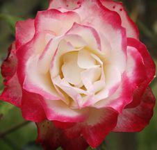 Pink And White Rose Royalty Free Stock Image Pink And White Rose Royalty Free Stock Image