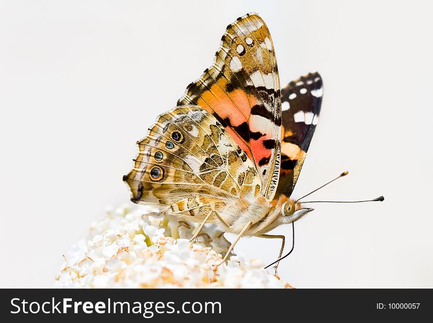 Butterfly sitting on a flower in spring time