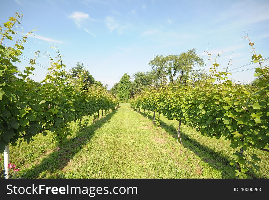 Green grass and grape vines. Green grass and grape vines