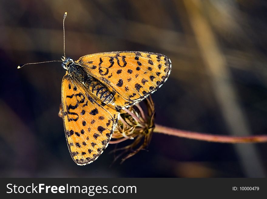 Butterfly Sitting On A Flower In Spring