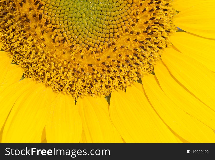 Closeup Of A Sunflower