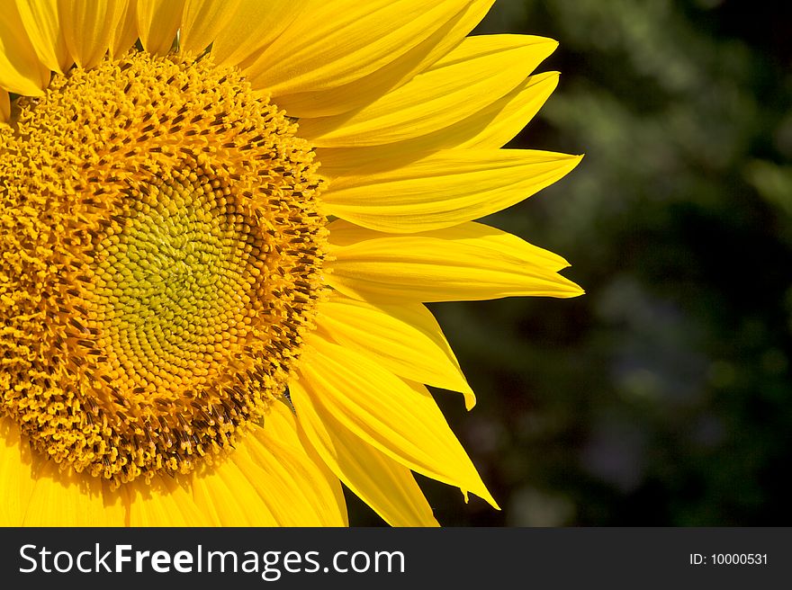 Closeup of a sunflower against a garden background