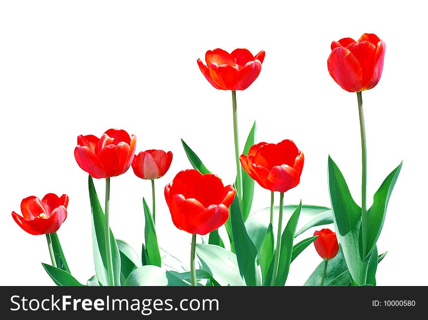 Tulips Frame Floral Template