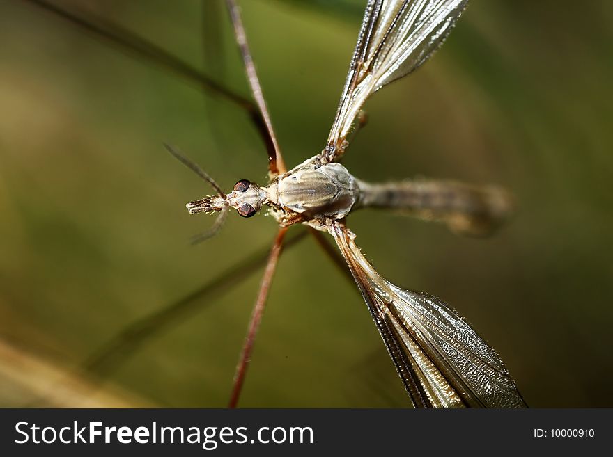 Macro view of a very large species of a mosquito type, called Crane Flies. Macro view of a very large species of a mosquito type, called Crane Flies.