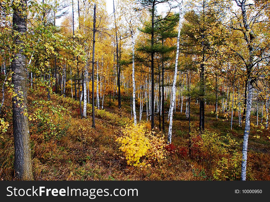 Autumn grove with birches and varicolored foliage