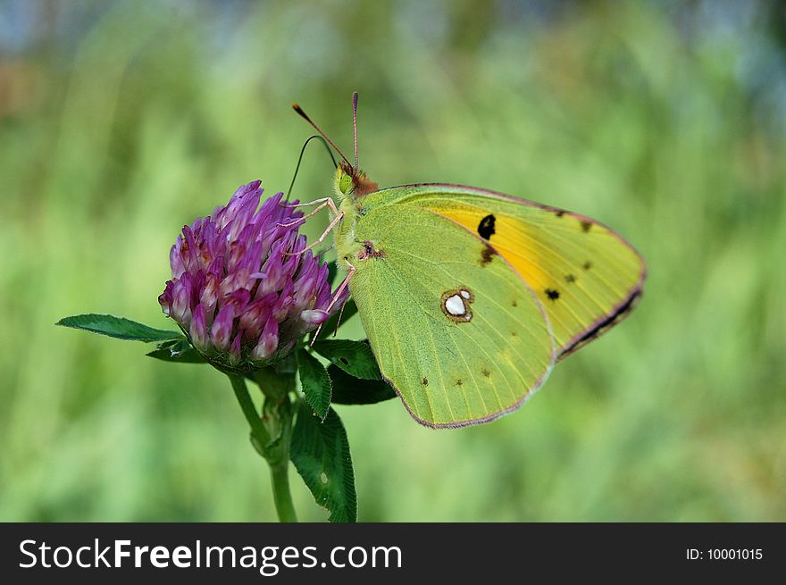 A close-up of a butterfly ,resting on a plant. A close-up of a butterfly ,resting on a plant