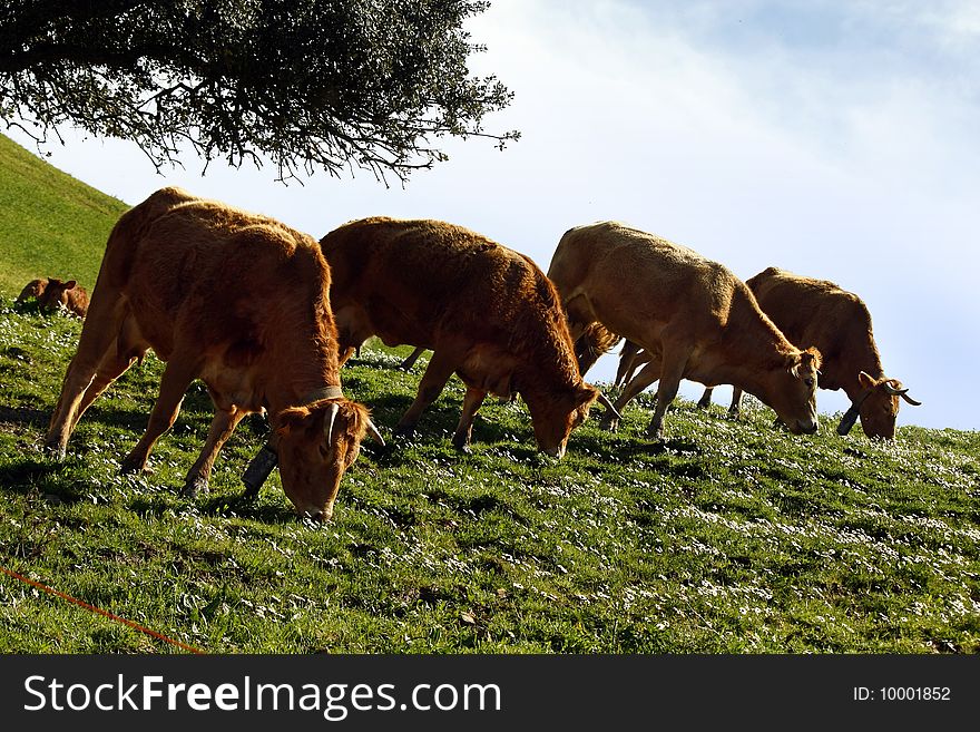 Cows On The Grass