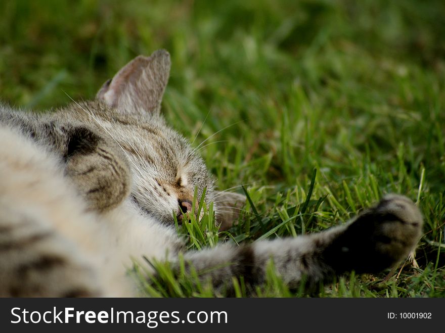Sleeping cat on the grass, Made by Sony Alfa. 400 mm objectiv.