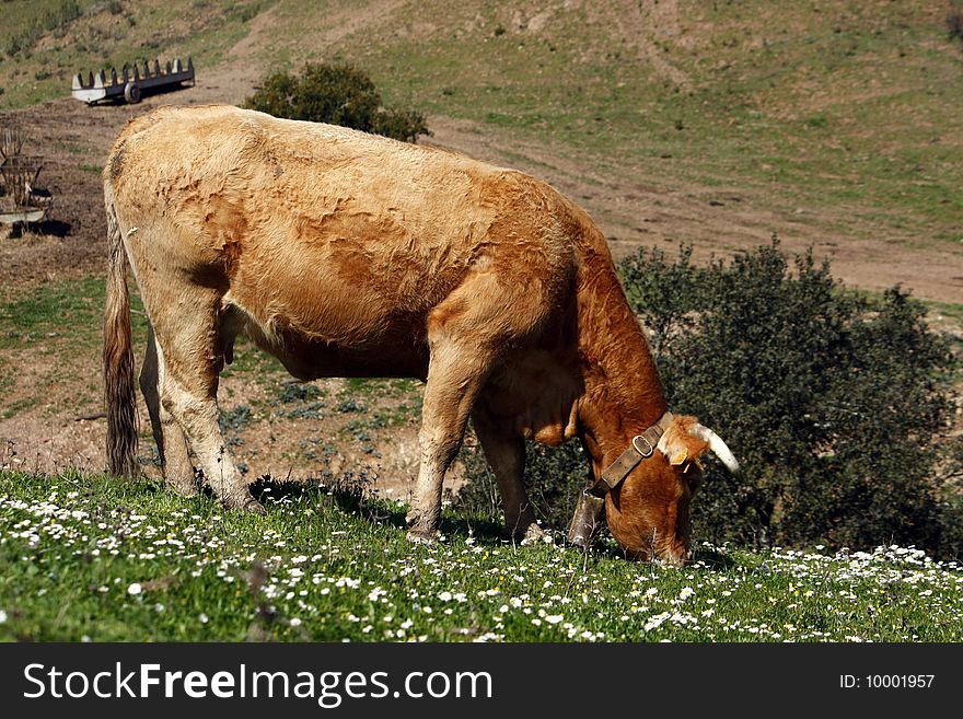 Lonely brown cow eating the green grass. Lonely brown cow eating the green grass.