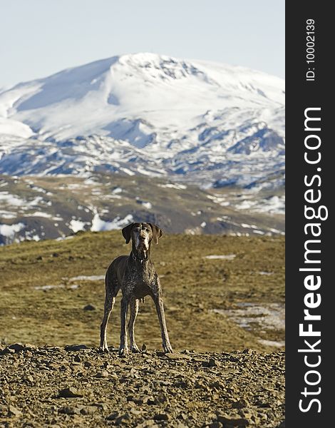 German Pointer in the nature of Iceland. German Pointer in the nature of Iceland