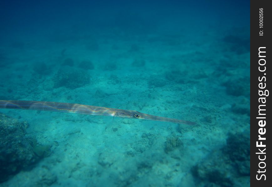 Flutefish in the red sea