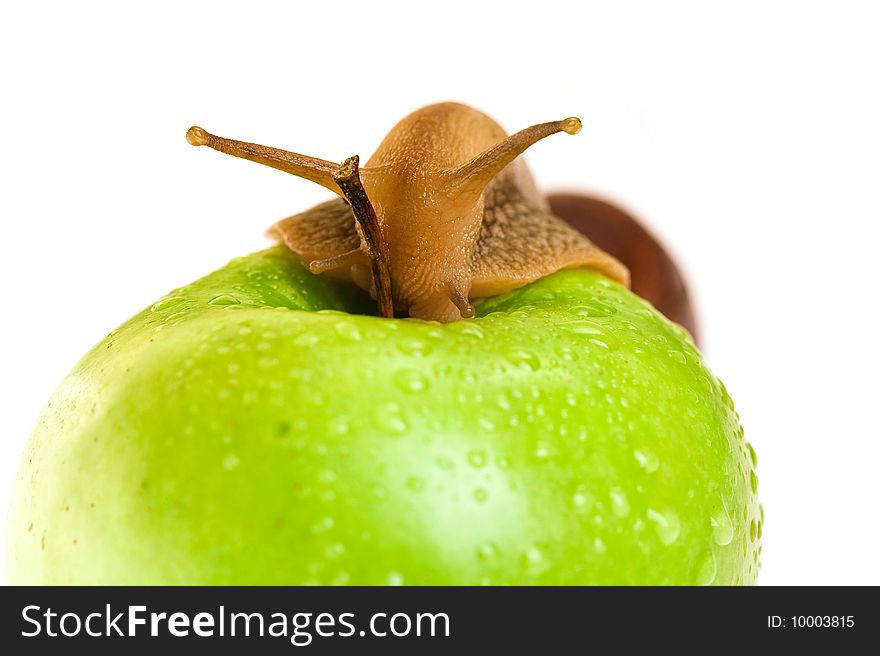 Achatina snail on a big green apple. Achatina snail on a big green apple